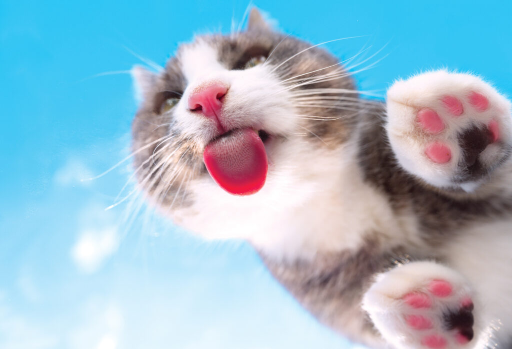 Petiscos naturais para gatos opcoes saudaveis para recompensar