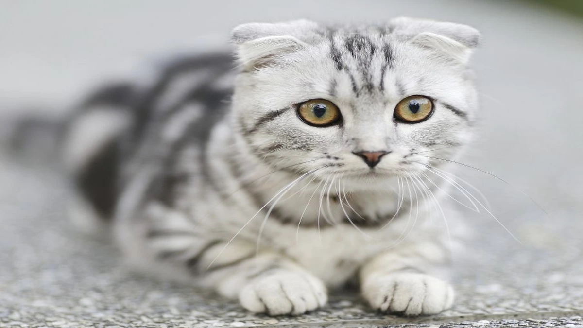 Alimentacao natural para gatos beneficios riscos e como comecar