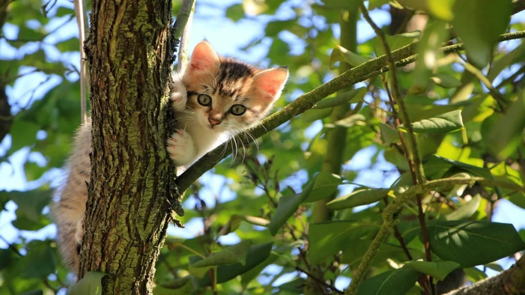 Diabetes felina: sintomas, tratamento e como cuidar de um gato diabetico