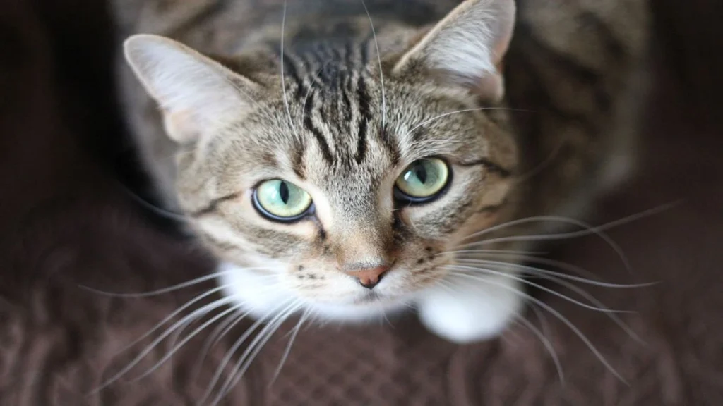 Linguagem dos gatos: o que a cauda e as orelhas dizem sobre o seu felino