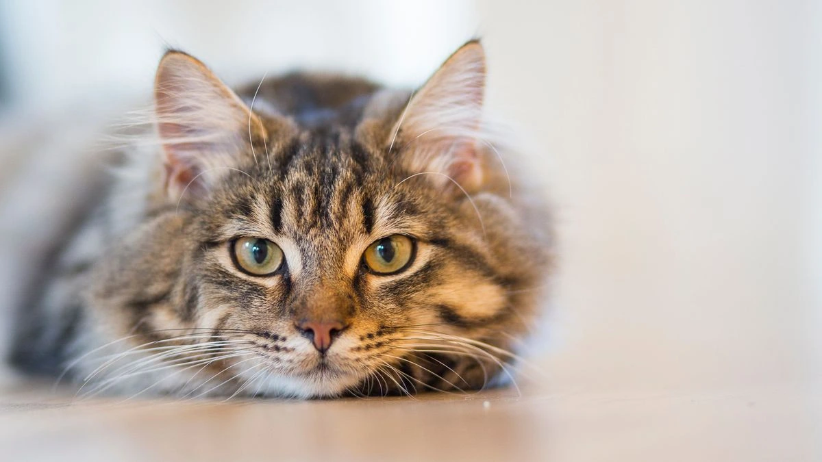 Obesidade em gatos: como prevenir e tratar o excesso de peso felino