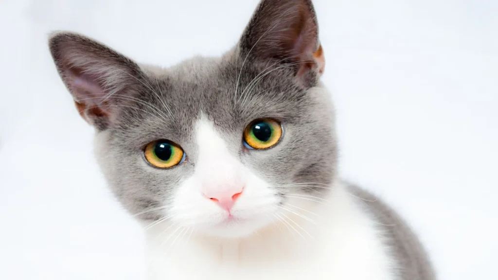 Pancreatite felina sintomas causas e tratamento da inflamacao no pancreas