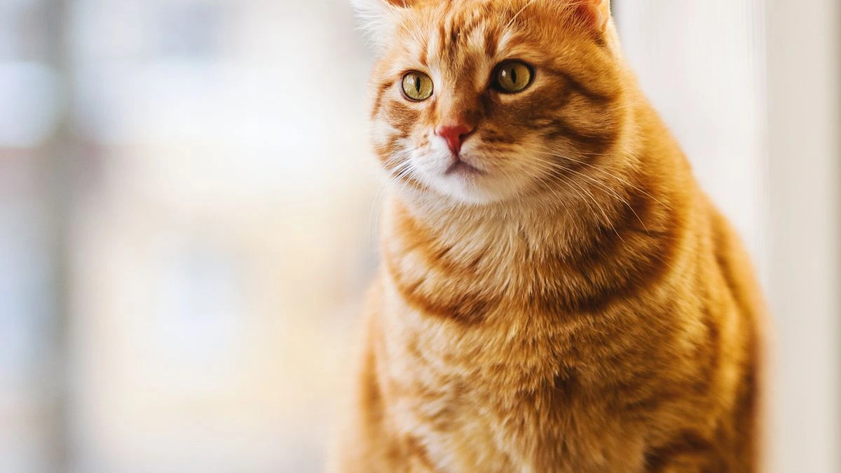 Doenca renal cronica em gatos: sinais, prevencao e o que diz o cat congress 2026