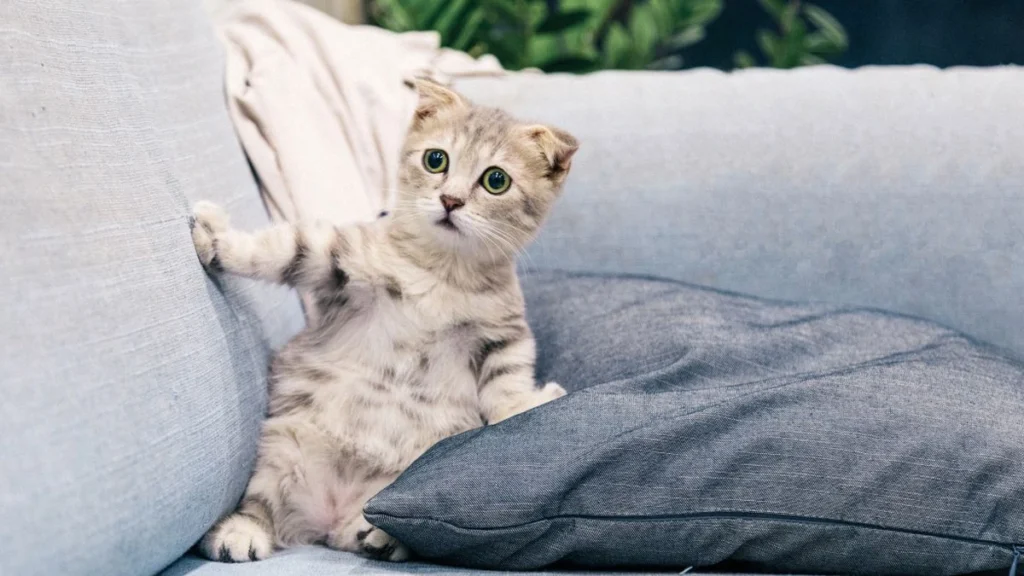 Enriquecimento ambiental para gatos: os 5 pilares do bem-estar felino