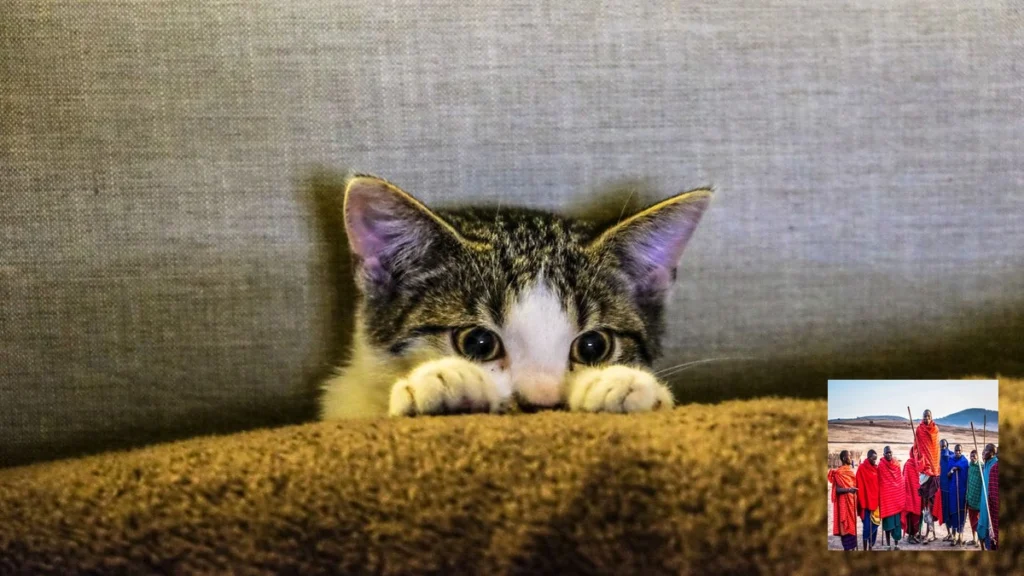 Cama para gatos tipos e qual a melhor para seu felino