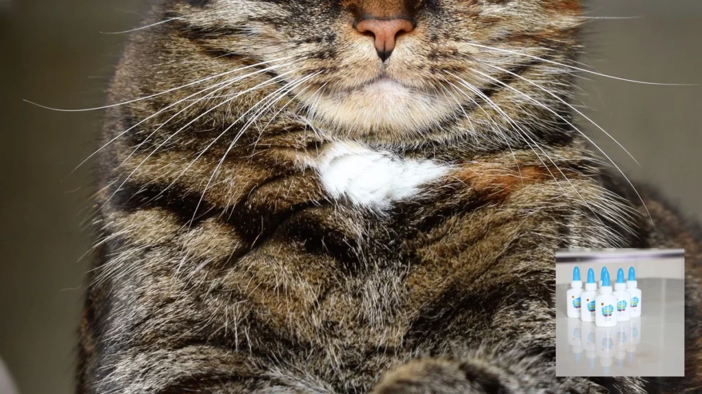 Alimentacao umida para gatos: por que o sache faz bem para a saude do seu felino