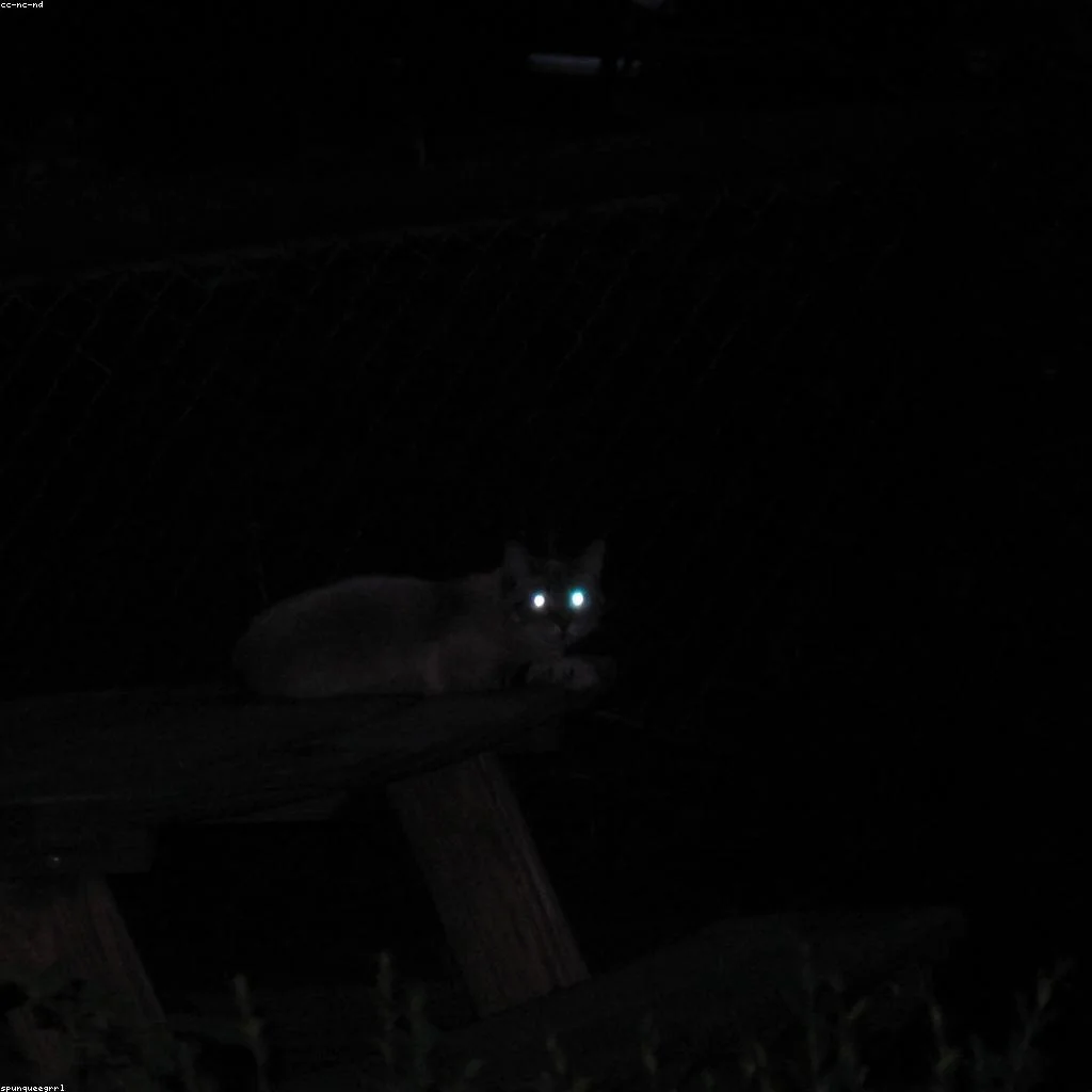 O que a cauda do seu gato está tentando te contar?