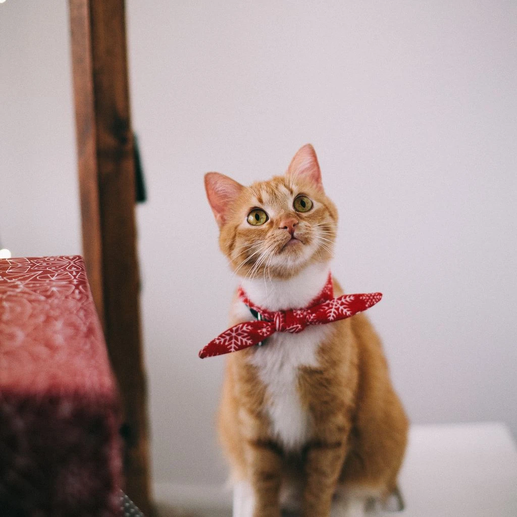 Guia completo para escolher a melhor ração para seu gato