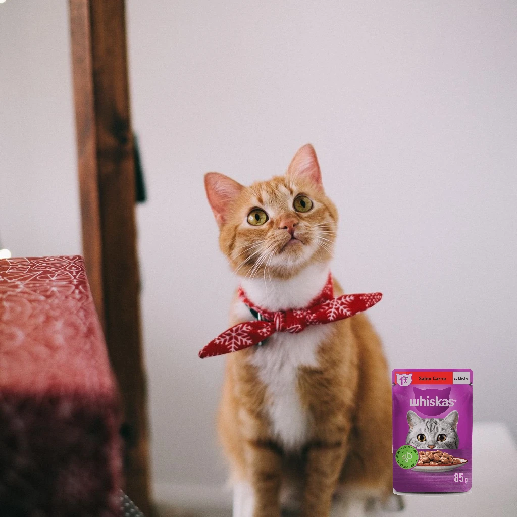 Alimentacao umida para gatos: por que o sache whiskas faz bem para a saude do seu felino