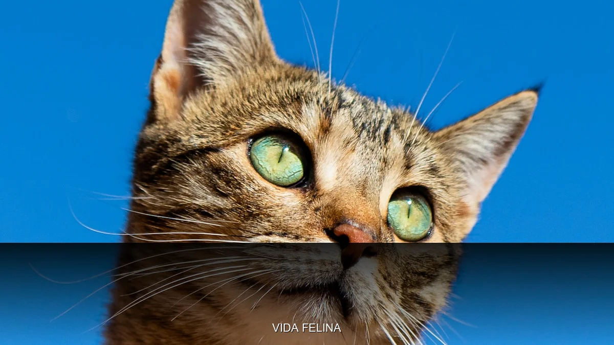 Categoria Vida Felina