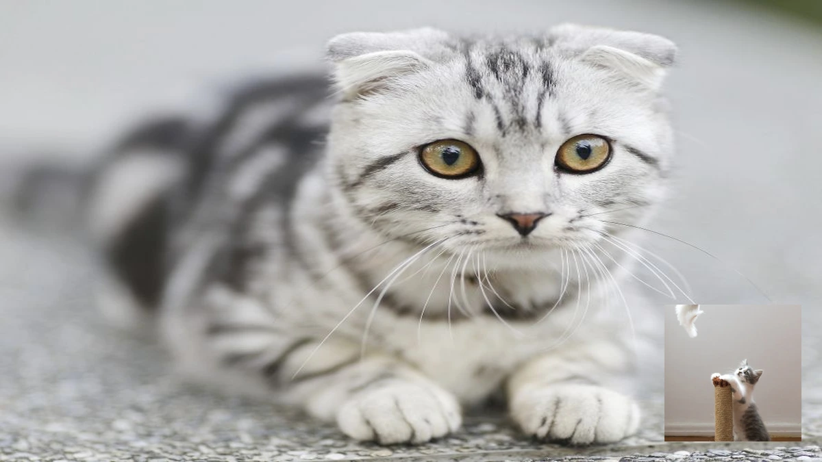 Arranhador para gatos como escolher o modelo ideal para seu felino