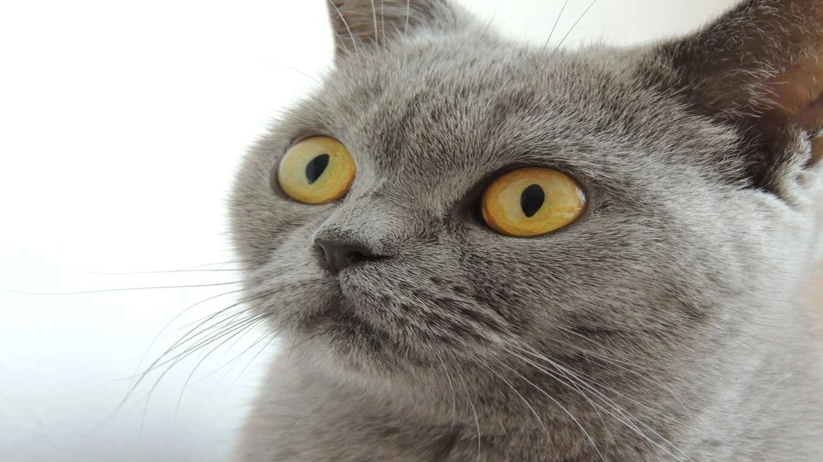 Gato arranhando moveis como redirecionar esse comportamento natural