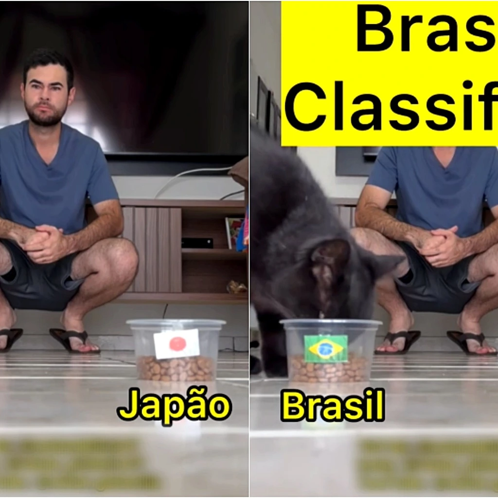 Milu errou: o dia em que o gato vidente da copa perdeu a previsao contra a noruega