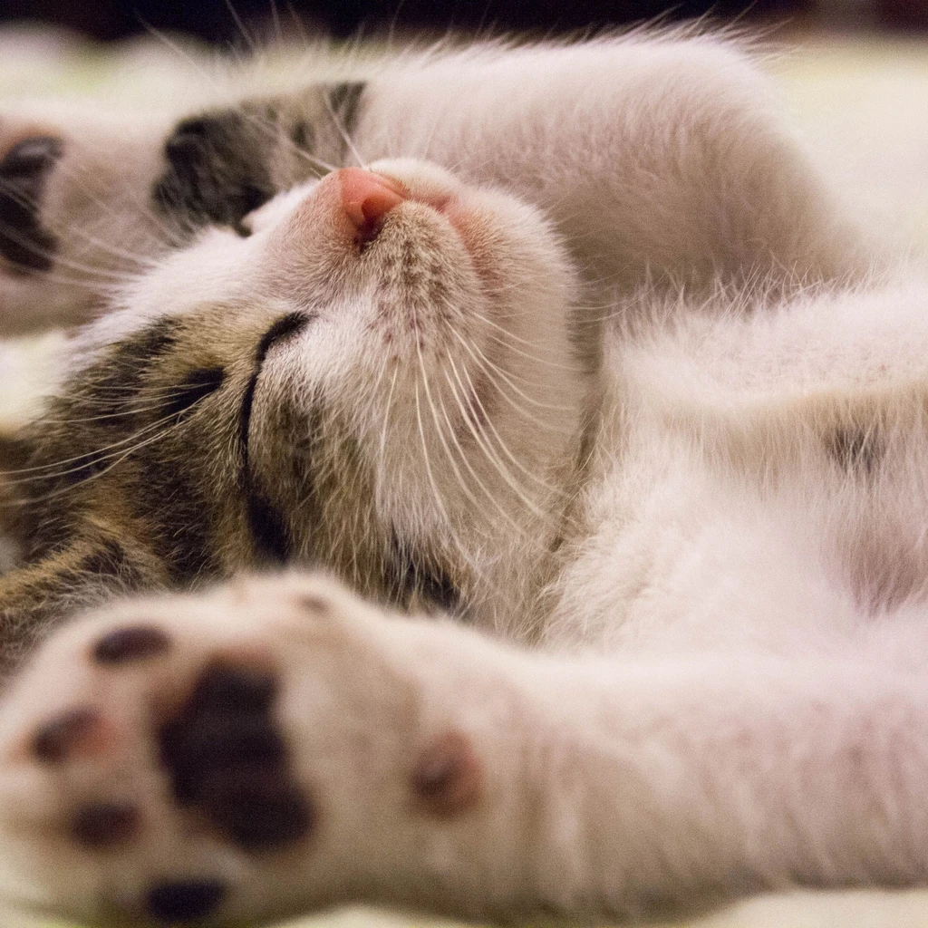 Copa do mundo 2026: como proteger seu gato do estresse dos fogos e do barulho