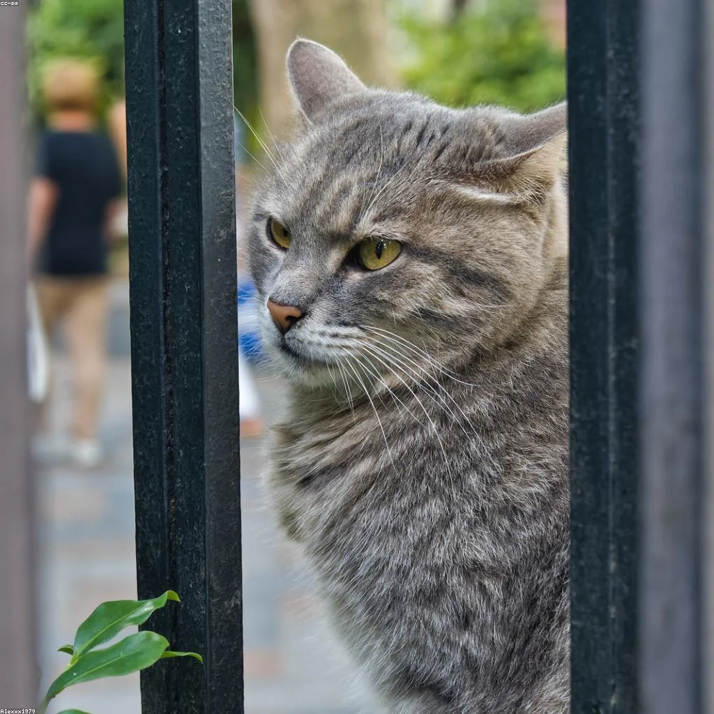 Guia completo: como cuidar do seu gato em cada regiao do brasil em julho de 2026