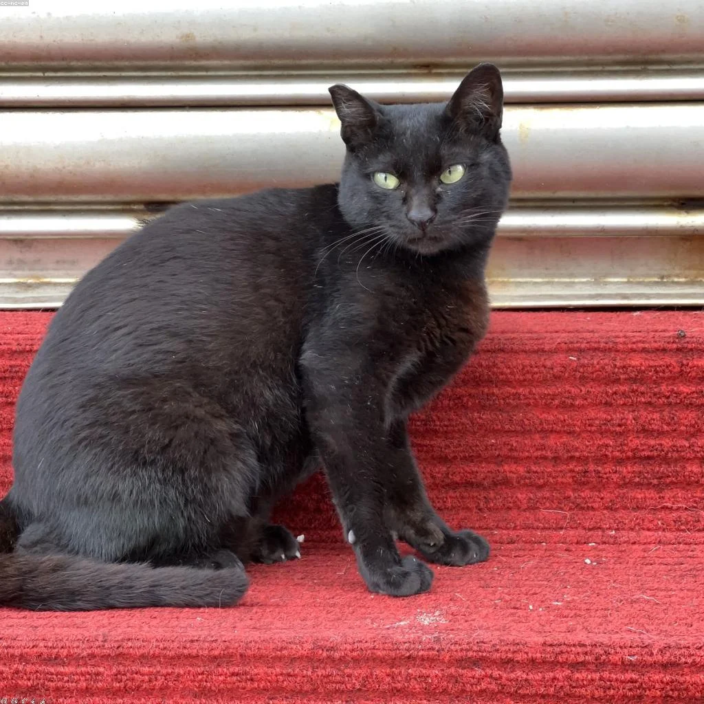 Gatos videntes da copa 2026: como milu e nimbus acertaram os resultados do brasil