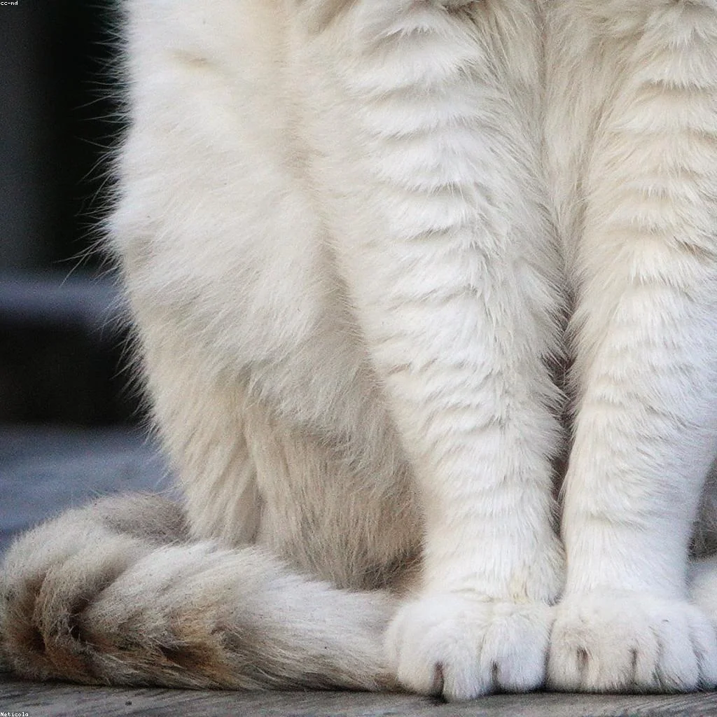 3 cuidados indispensáveis com seu felino que todo tutor precisa conhecer