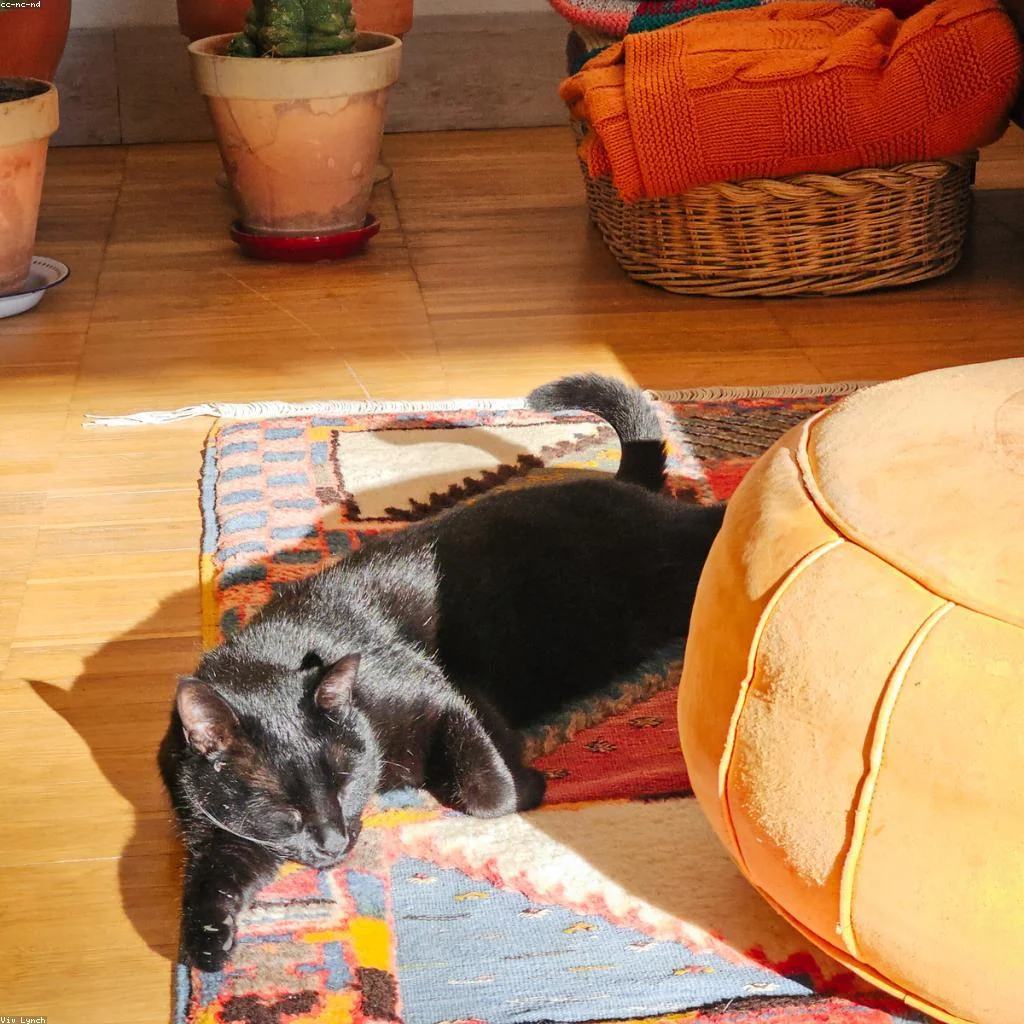 Gatos podem passear de coleira? guia completo e sinais de que seu gato está gostando