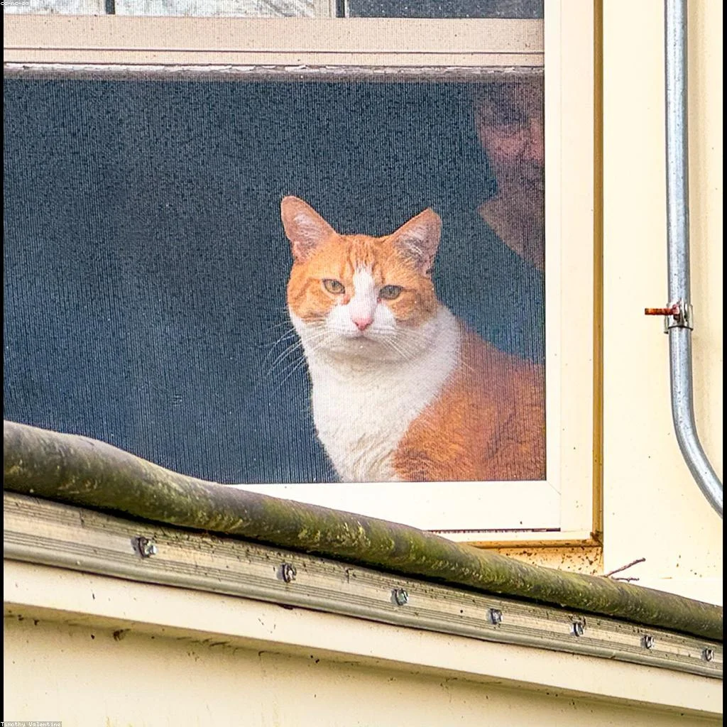 5 sinais silenciosos de que seu gato está com dor (e o que a ciência diz sobre isso)