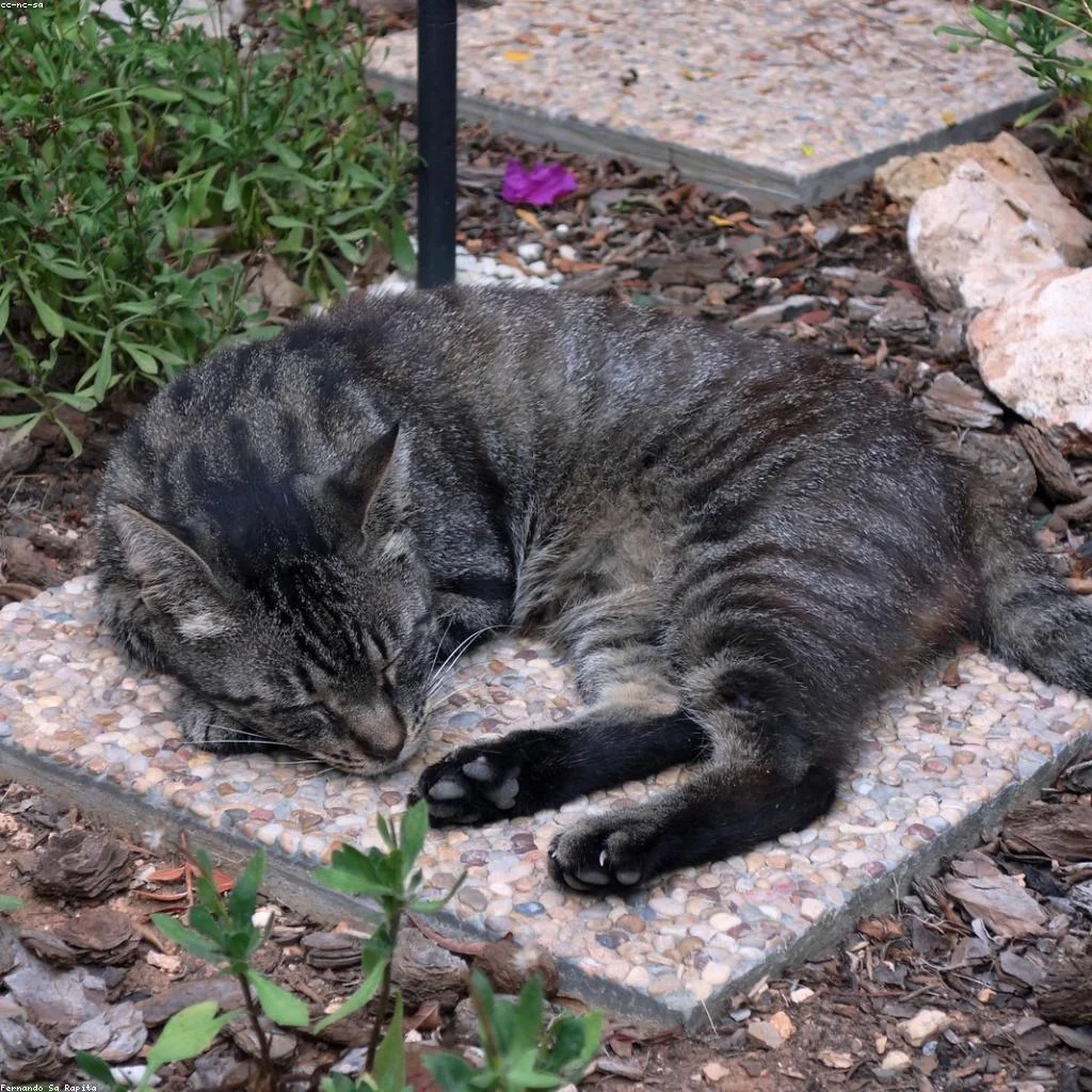 Seu gato dorme com você? a ciência revela o que acontece com seu cérebro (e com o dele)