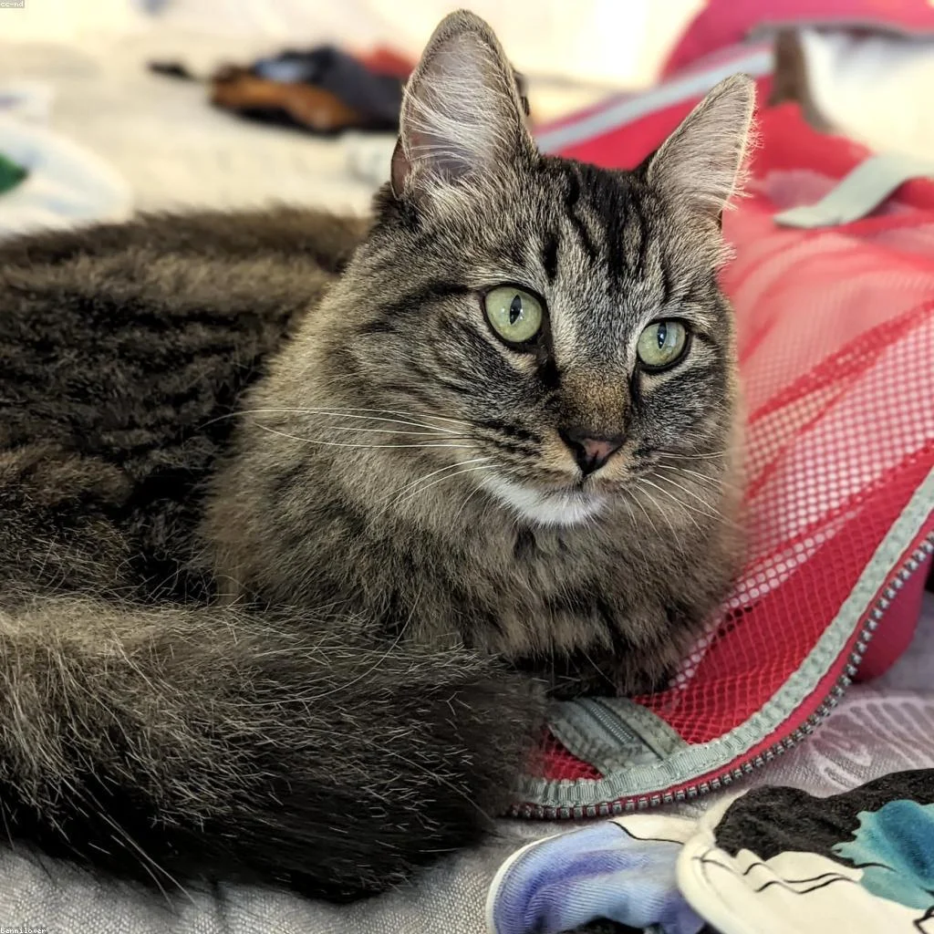 Por que os gatos ronronam? 5 tipos de ronronar e o que cada um significa