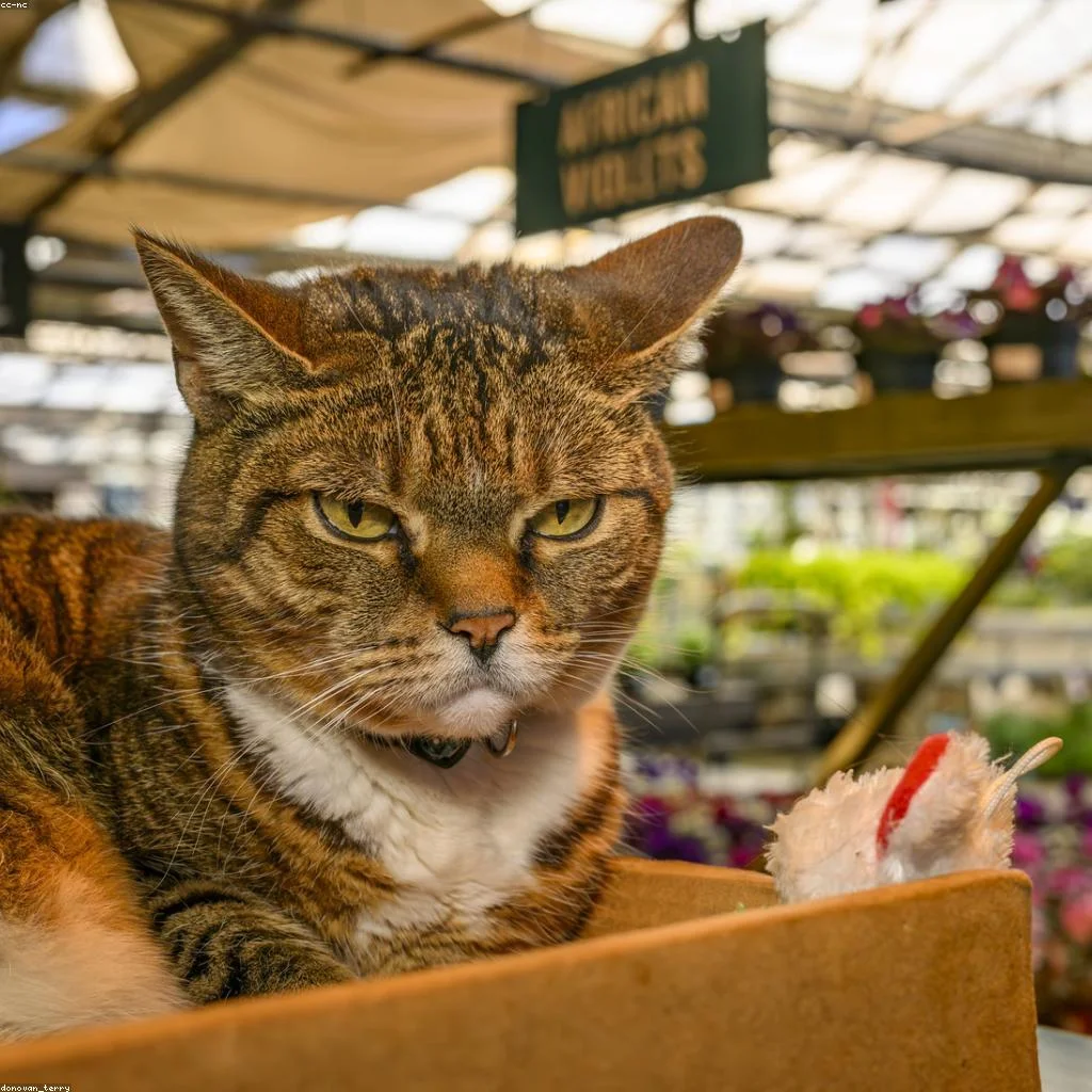 Férias de julho: seu gato pode ficar sozinho em casa? guia completo com dicas de segurança
