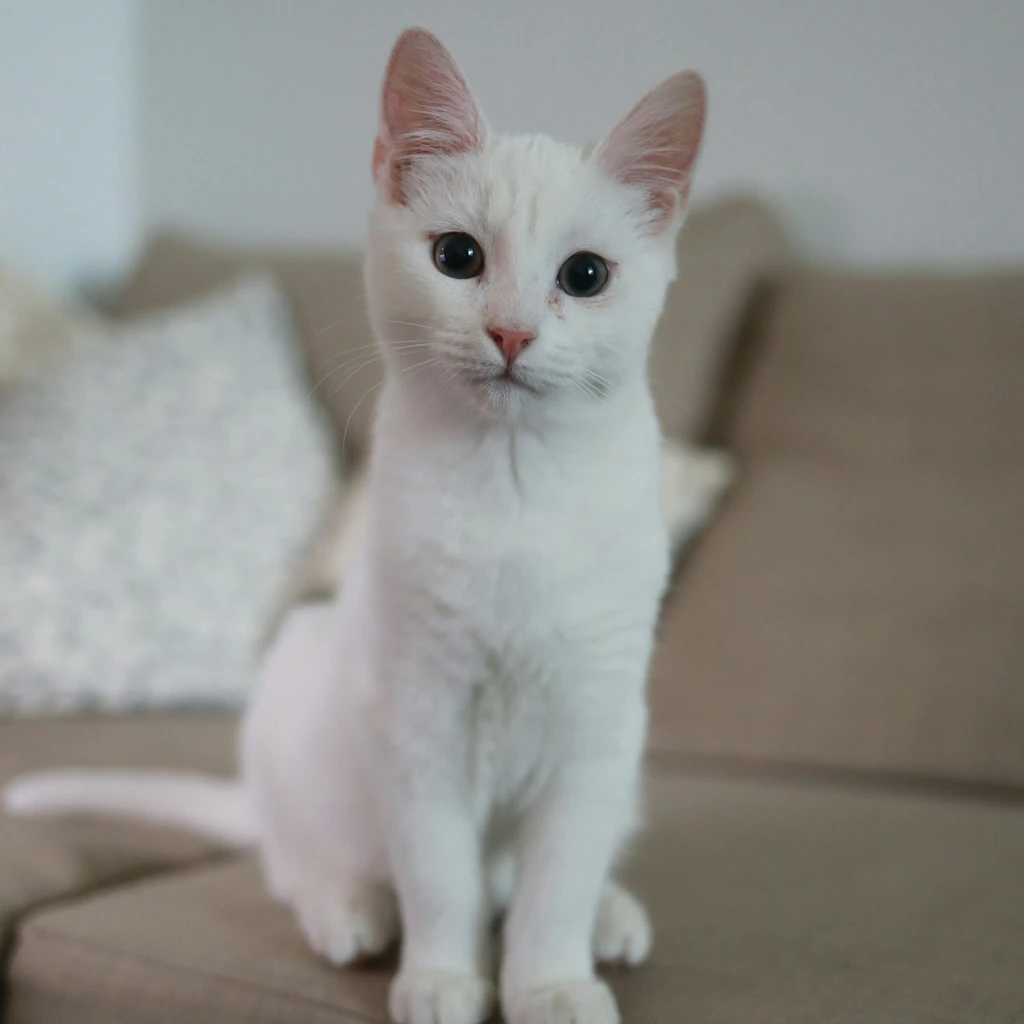3 sinais na pelagem do gato que indicam problemas na alimentação