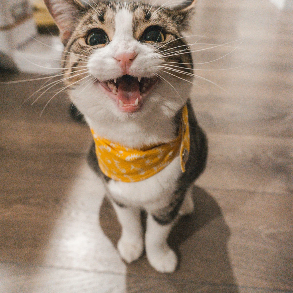 Por que os gatos amassam pãozinho? o significado desse comportamento fofo