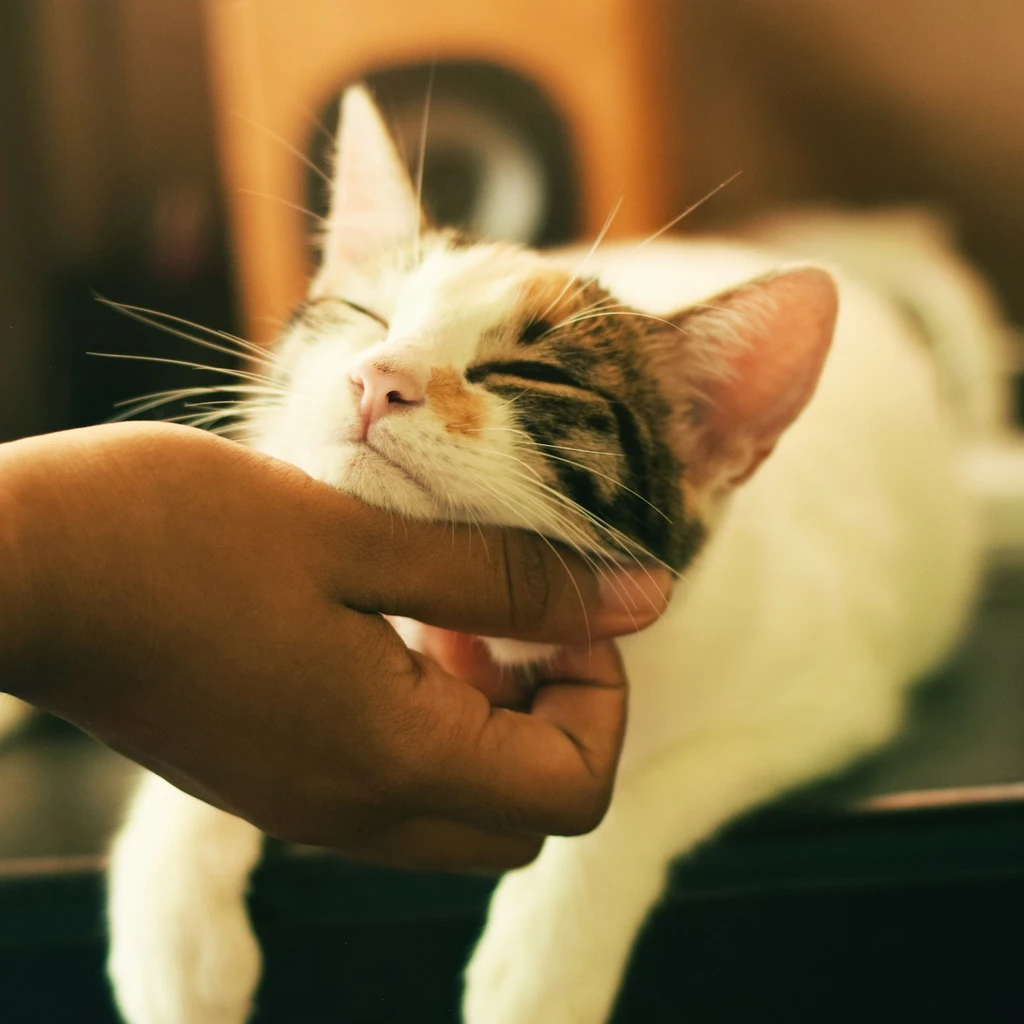 Lambidas entre gatos: afeto ou disputa? o que a ciência revela