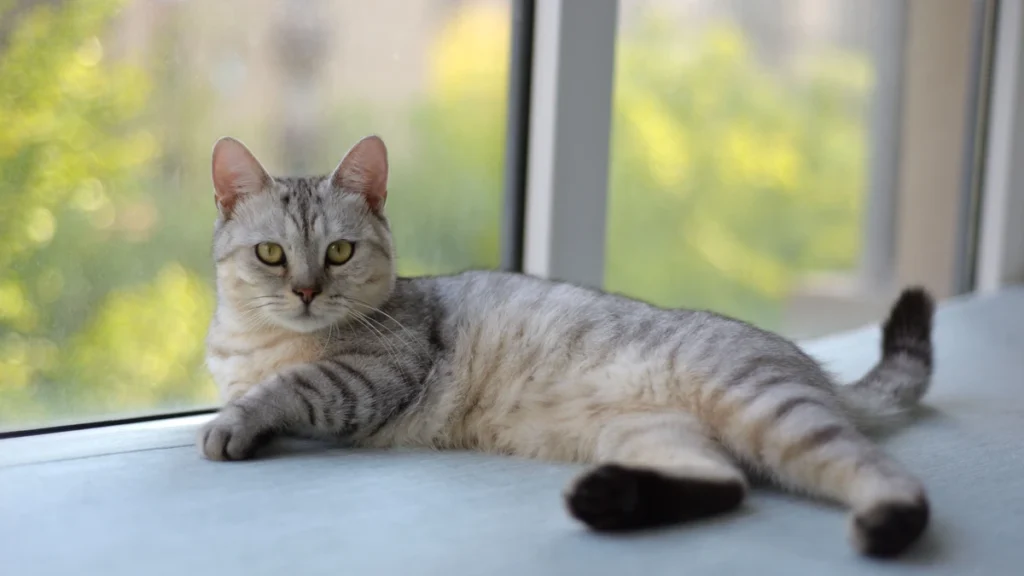 Como apresentar um novo gato a casa: guia passo a passo para uma convivencia harmoniosa