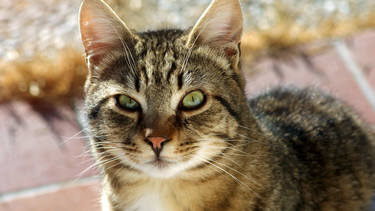 Castracao em gatos: beneficios para a saude e cuidados pos-operatorios