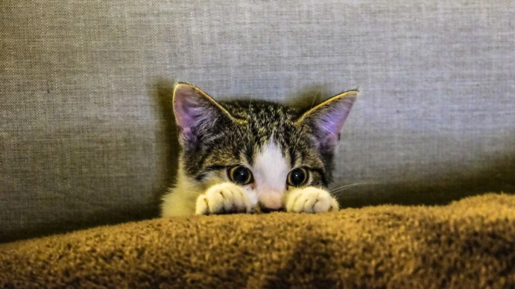 Fonte de água para gatos: como estimular a hidratação e prevenir doenças renais