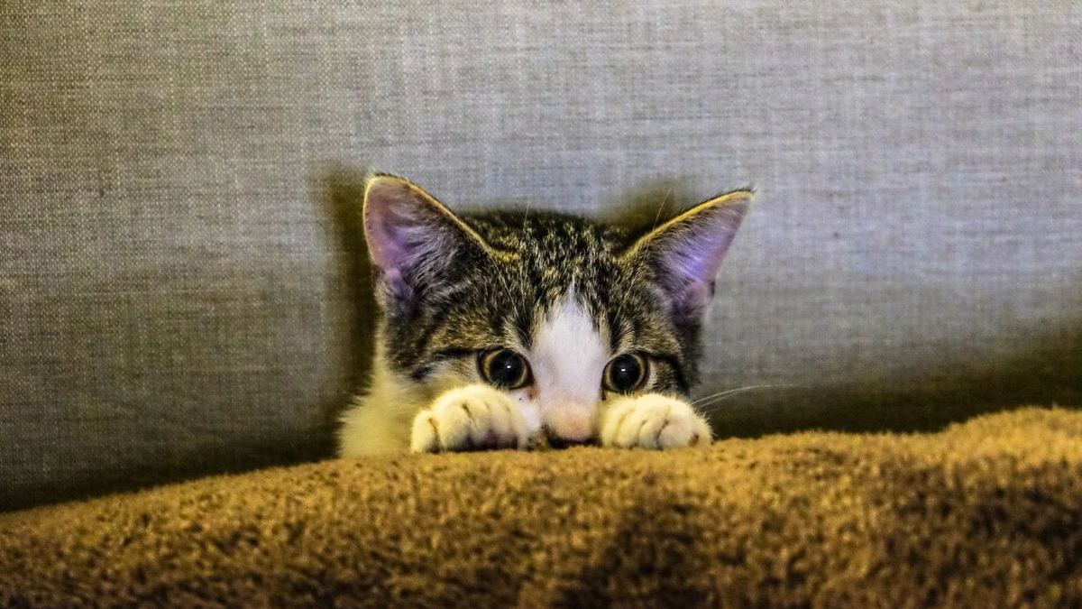 Fonte de água para gatos: como estimular a hidratação e prevenir doenças renais
