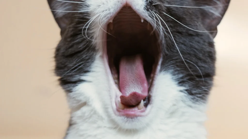 Fonte de agua para gatos por que investir em uma
