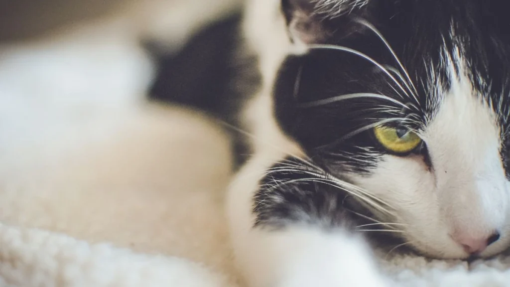 Gato noturno como ajustar o sono do seu felino e dormir em paz