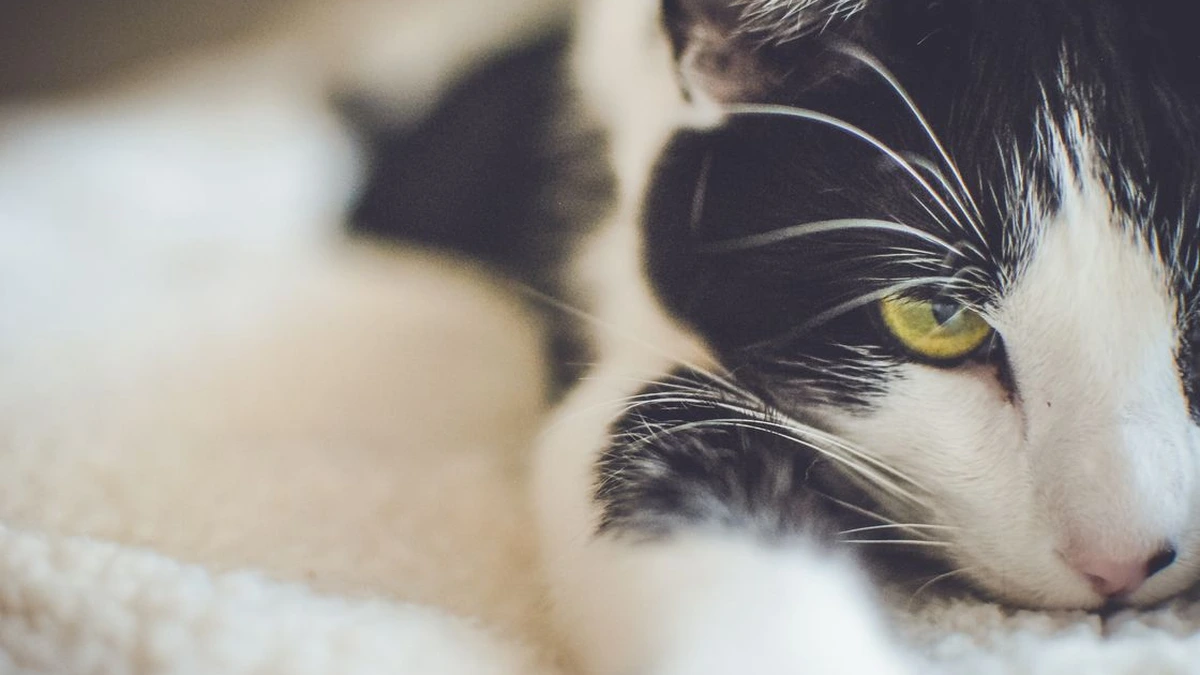 Gato noturno como ajustar o sono do seu felino e dormir em paz