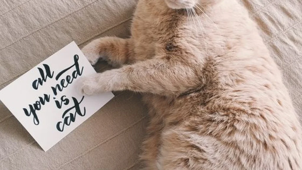 Doença renal em gatos: sintomas, prevenção e cuidados essenciais