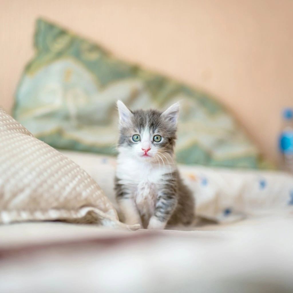 Gato entediado? 7 sinais de que seu felino precisa de mais brincadeiras