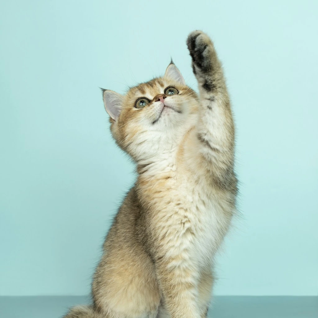 Instinto cacador: os melhores brinquedos para estimular seu gato