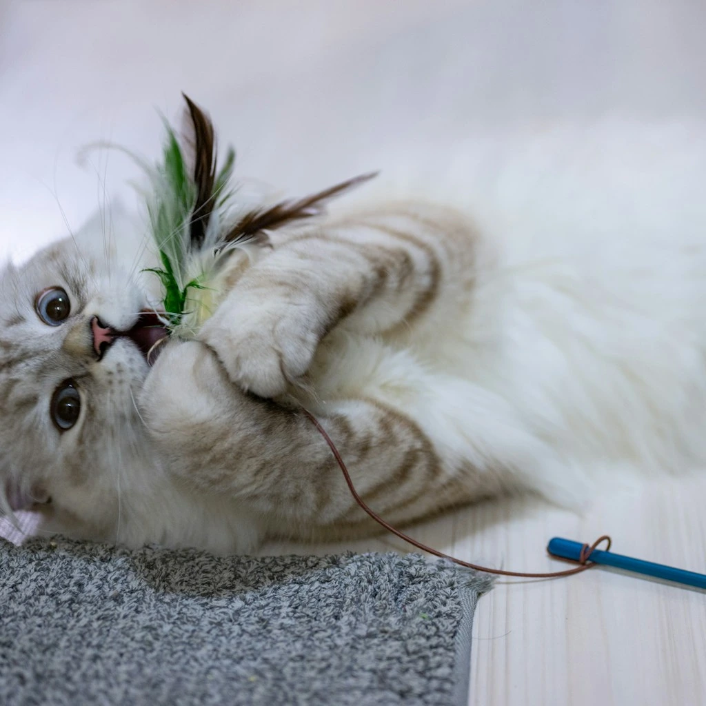 Como criar uma rotina de brincadeiras para seu gato em 5 passos