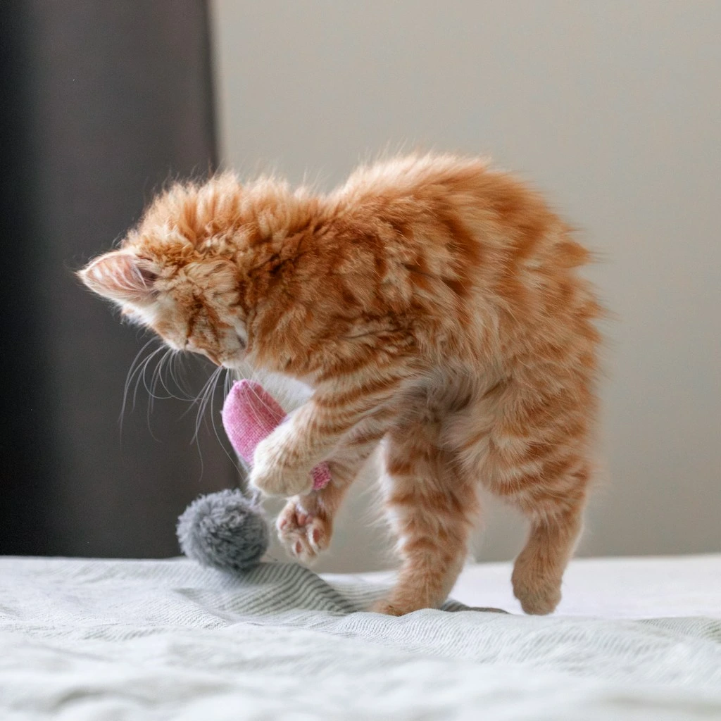 Os 5 brinquedos interativos mais indicados por veterinarios para gatos