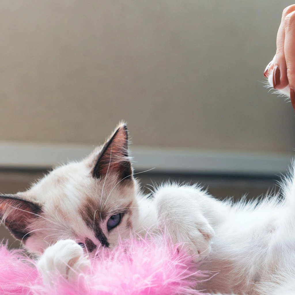 Gato nao brinca? 6 motivos e como resolver