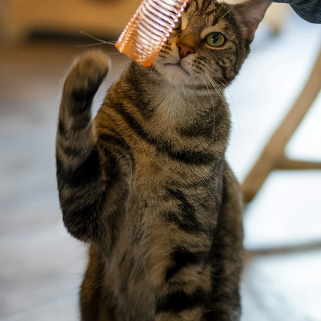 Enriquecimento ambiental para gatos: como transformar sua casa em um parque de diversoes