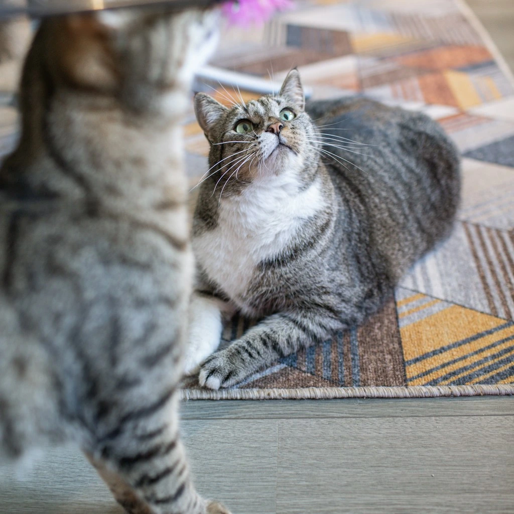 Brincadeiras com caixa de papelao: por que os gatos amam e como aproveitar