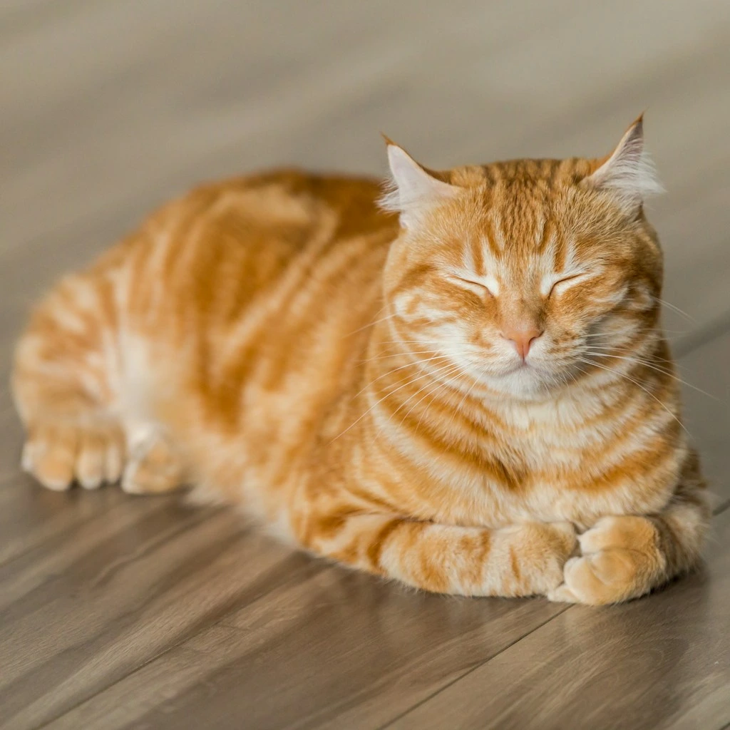 Brinquedos caseiros que gatos amam: 4 ideias faceis e divertidas