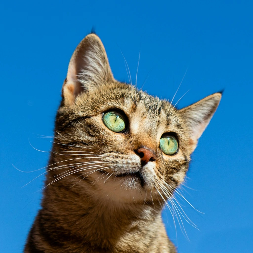 Brincadeiras para gastar energia do gato: 5 atividades que seu felino vai amar