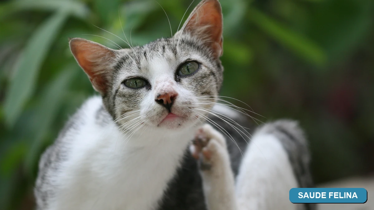 Saúde Felina - Lígia e Seus Gatos