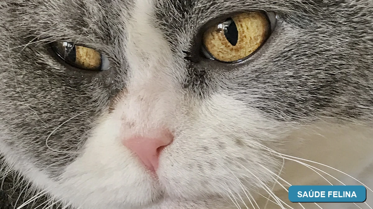 Saúde Felina - Lígia e Seus Gatos