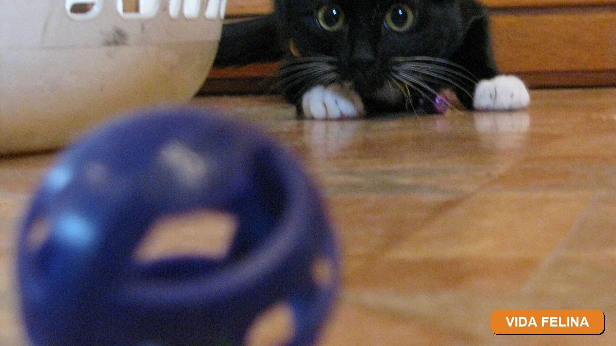 Vida Felina - Lígia e Seus Gatos
