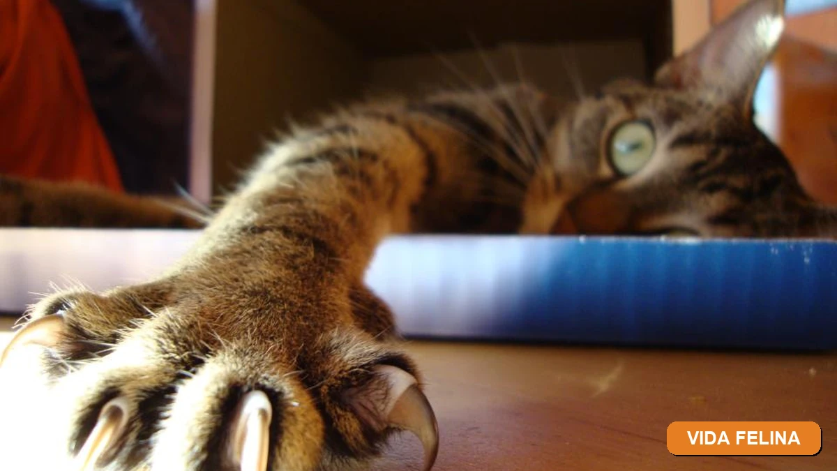 Vida Felina - Lígia e Seus Gatos